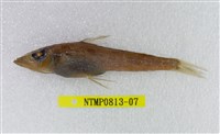 藏品(黑緣青眼魚)的圖片
